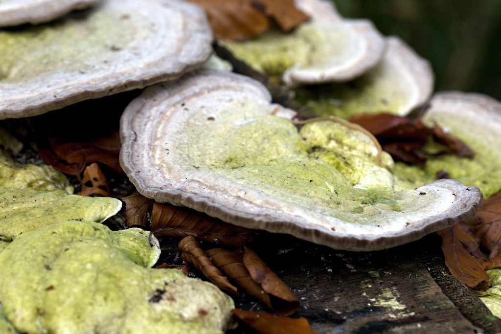 lente zomer herfst winter seizoen seizoenen voorjaar najaar hdr paddenstoelen bladeren mist regen sneeuw
